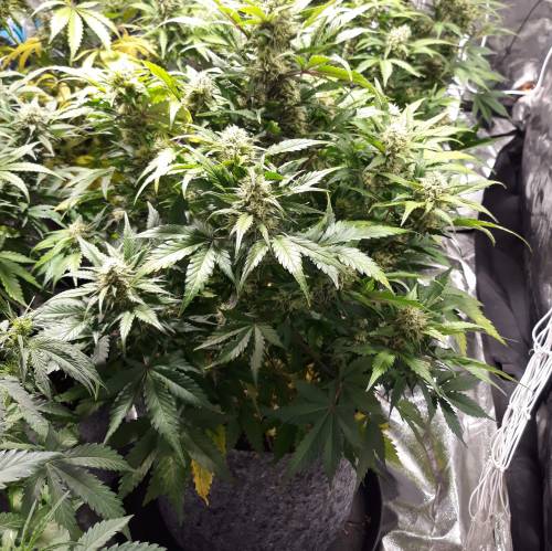 RoyalQueenSeed StressKill - LivingOrgan. Week 2 - GSC #3