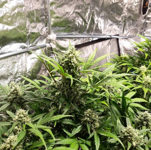 RoyalQueenSeed StressKill - LivingOrgan. Week 2 - GSC #1