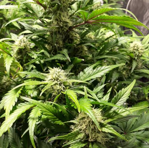 RoyalQueenSeed StressKill - LivingOrgan. Week 2 - GSC #3