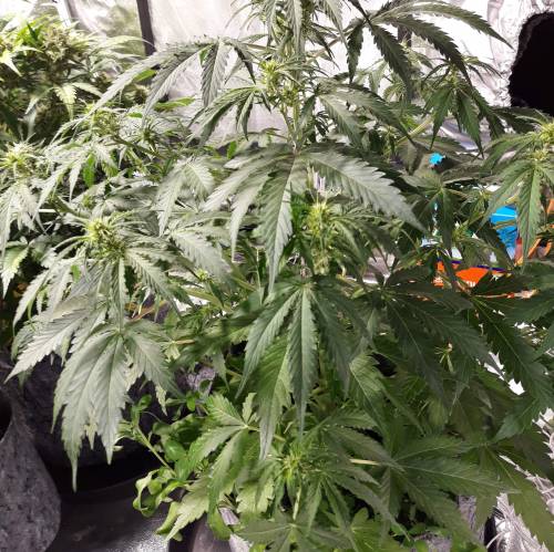 RoyalQueenSeed StressKill - LivingOrgan. Week 2 - Green Crack
