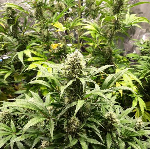 RoyalQueenSeed StressKill - LivingOrgan. Week 2 - GSC #2