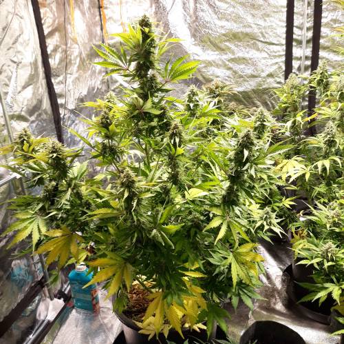 RoyalQueenSeed StressKill - LivingOrgan. Week 3