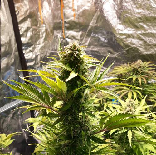 RoyalQueenSeed StressKill - LivingOrgan. Week 3