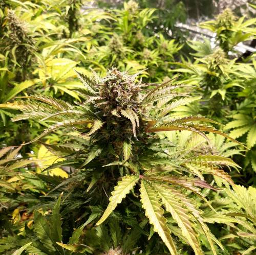 RoyalQueenSeed StressKill - LivingOrgan. Week 3