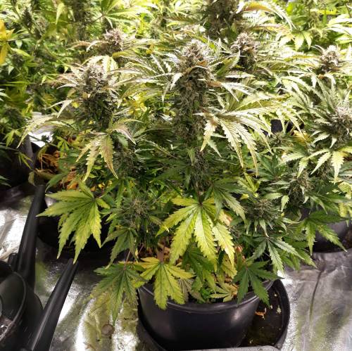 RoyalQueenSeed StressKill - LivingOrgan. Week 3