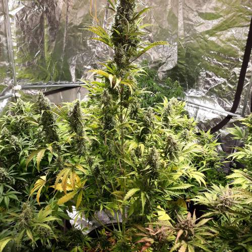 RoyalQueenSeed StressKill - LivingOrgan. Week 3