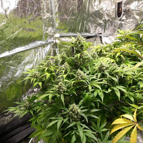 RoyalQueenSeed StressKill - LivingOrgan. Week 3