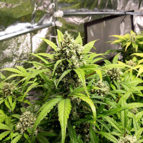 RoyalQueenSeed StressKill - LivingOrgan. Week 3