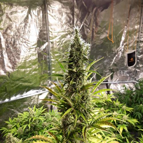 RoyalQueenSeed StressKill - LivingOrgan. Week 3