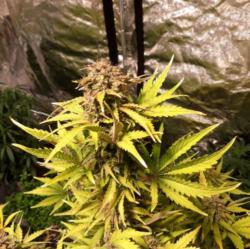 RoyalQueenSeed StressKill - LivingOrgan. Week 4 - Royal Haze #3