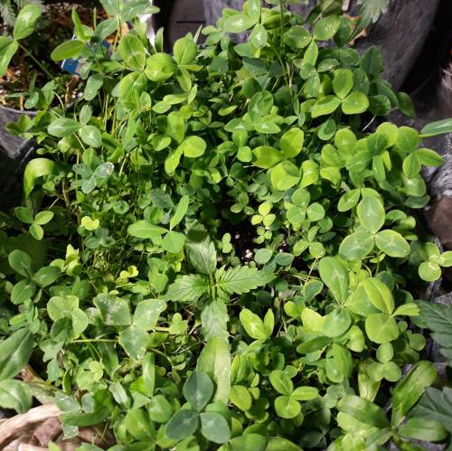 RoyalQueenSeed StressKill - LivingOrgan. Week 4 - Stress Killer