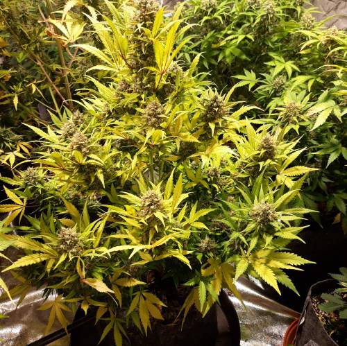 RoyalQueenSeed StressKill - LivingOrgan. Week 4 - GSC #2