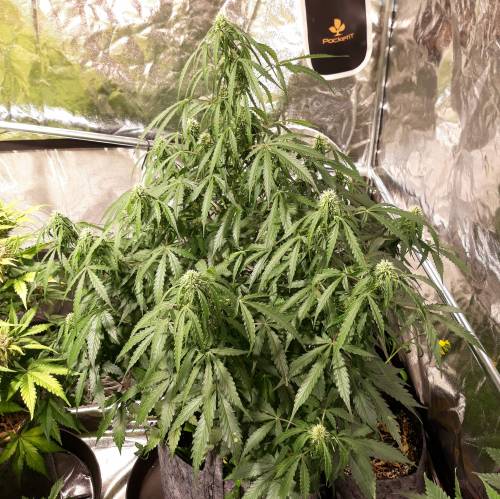 RoyalQueenSeed StressKill - LivingOrgan. Week 4 - Green Crack