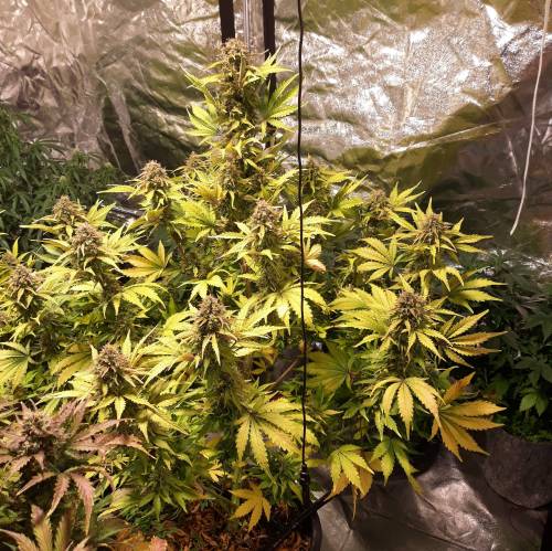 RoyalQueenSeed StressKill - LivingOrgan. Week 4 - Royal Haze #3