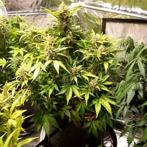 RoyalQueenSeed StressKill - LivingOrgan. Week 4 - GSC #1