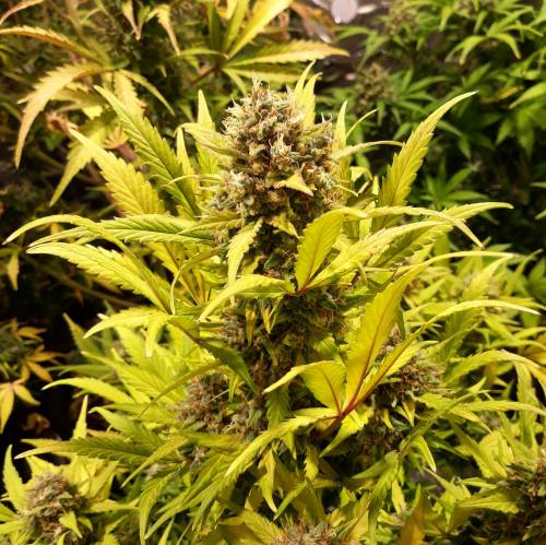 RoyalQueenSeed StressKill - LivingOrgan. Week 4 - GSC #2