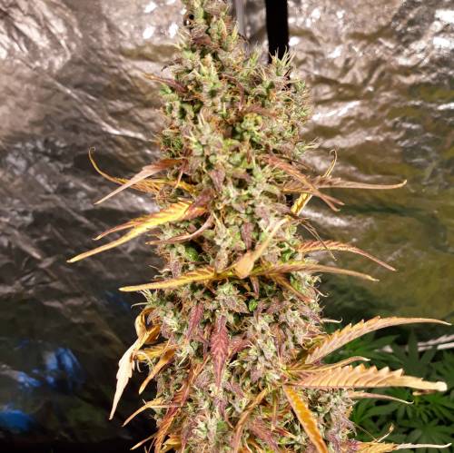 RoyalQueenSeed StressKill - LivingOrgan. Week 5 - GSC #2