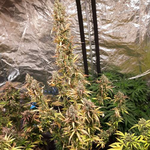 RoyalQueenSeed StressKill - LivingOrgan. Week 5 - GSC #2