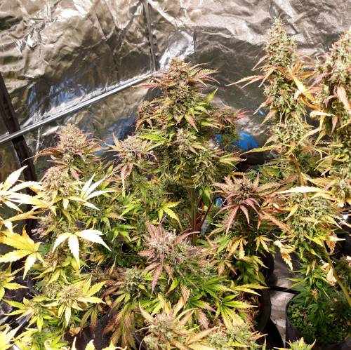 RoyalQueenSeed StressKill - LivingOrgan. Week 5 - GSC #3