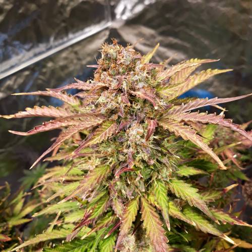 RoyalQueenSeed StressKill - LivingOrgan. Week 5 - GSC #3