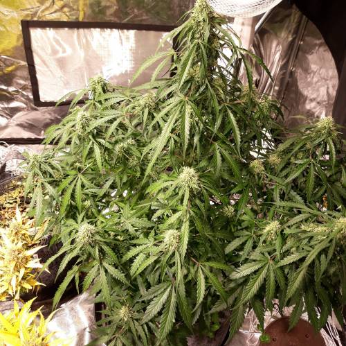 RoyalQueenSeed StressKill - LivingOrgan. Week 5 - Green Crack