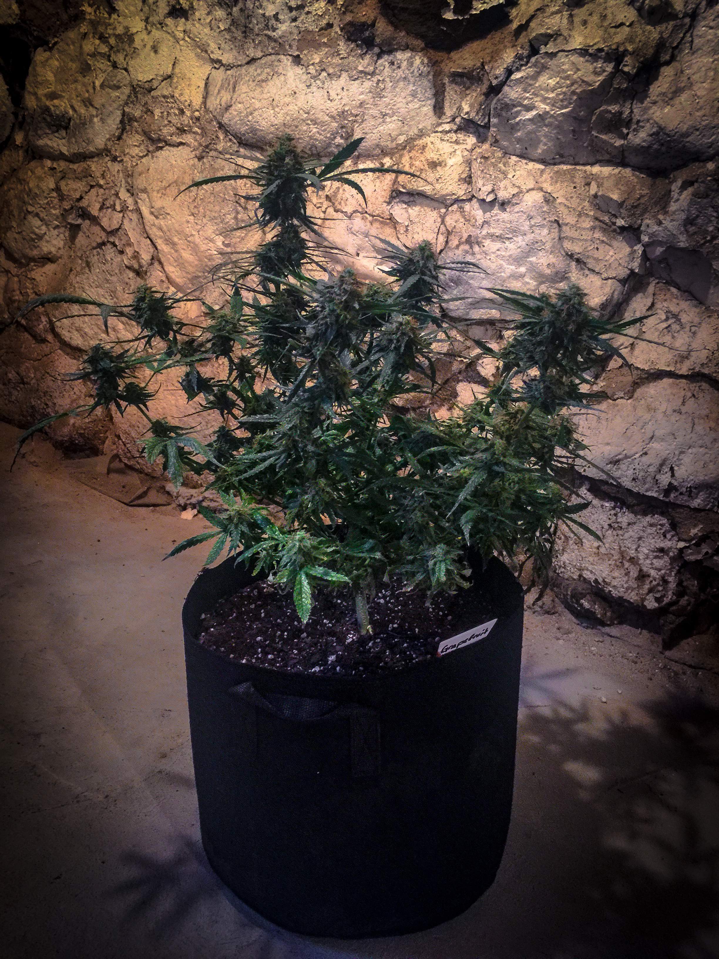 Fast Buds Grapefruit Auto grow diary (journal) week10 by MaryJaneBoston