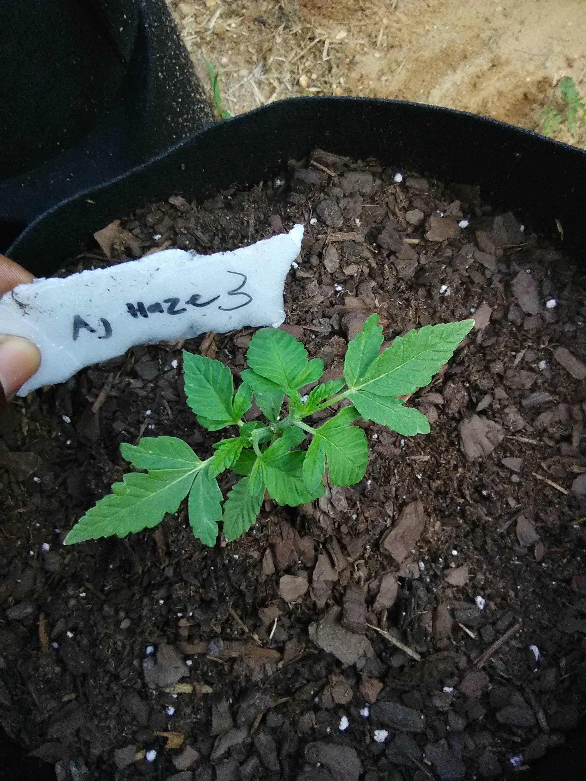 Green House Seed Co. Arjans Haze 3, Green House Seed Co. NL5 Haze Mist