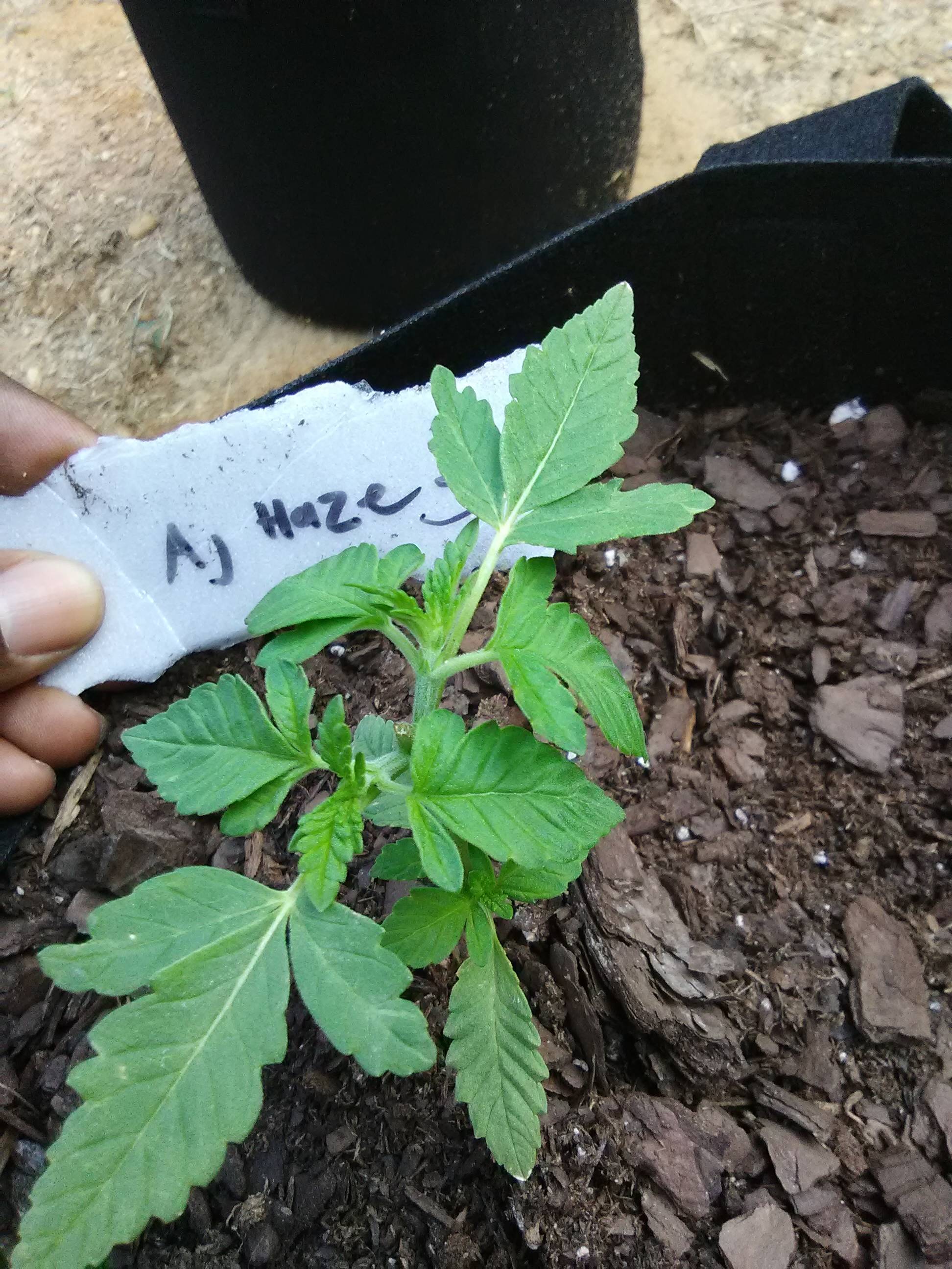 Green House Seed Co. Arjans Haze 3, Green House Seed Co. NL5 Haze Mist