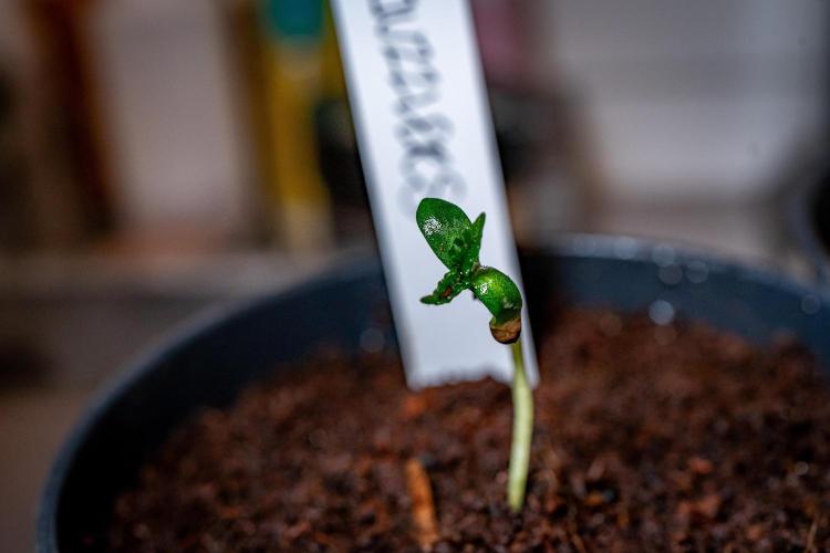 Guzzlerz // HUMBOLDT SEEDS. Week 1