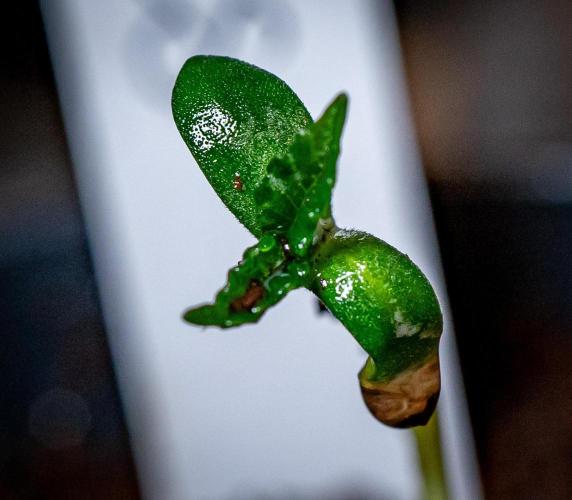 Guzzlerz // HUMBOLDT SEEDS. Week 1