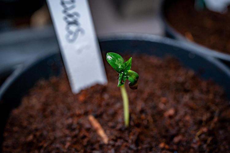 Guzzlerz // HUMBOLDT SEEDS. Week 1