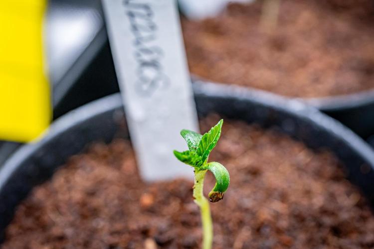 Guzzlerz // HUMBOLDT SEEDS. Week 1