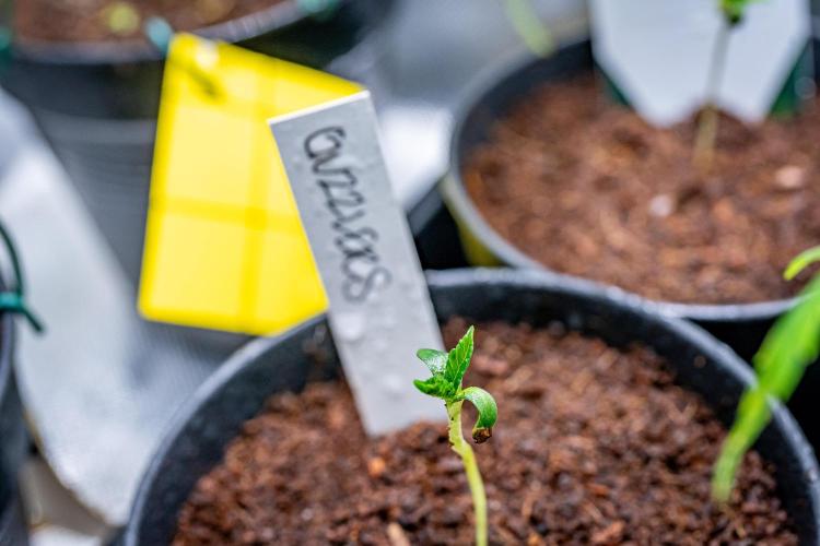 Guzzlerz // HUMBOLDT SEEDS. Week 1