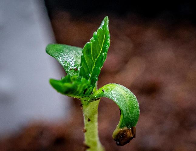 Guzzlerz // HUMBOLDT SEEDS. Week 1