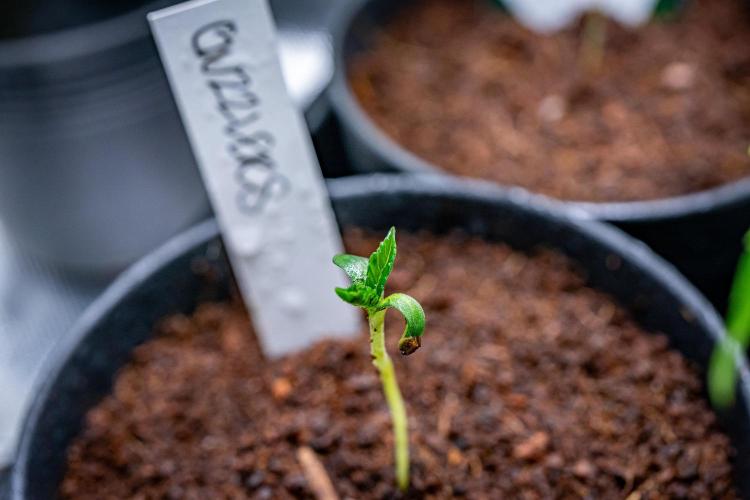 Guzzlerz // HUMBOLDT SEEDS. Week 1