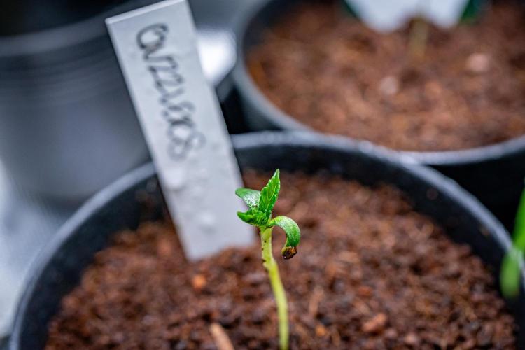 Guzzlerz // HUMBOLDT SEEDS. Week 1