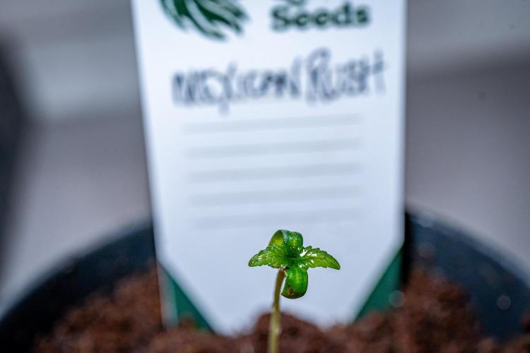 Mexican Rush // RQS. Week 1