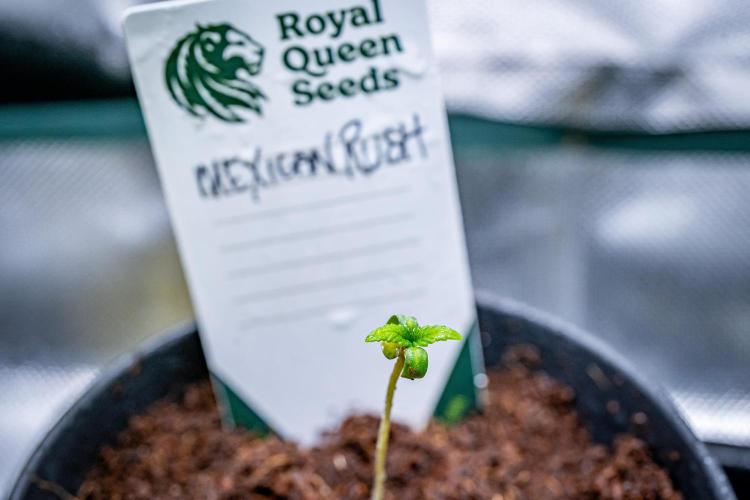 Mexican Rush // RQS. Week 1