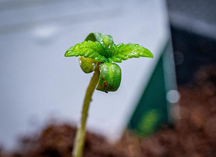 Mexican Rush // RQS. Week 1