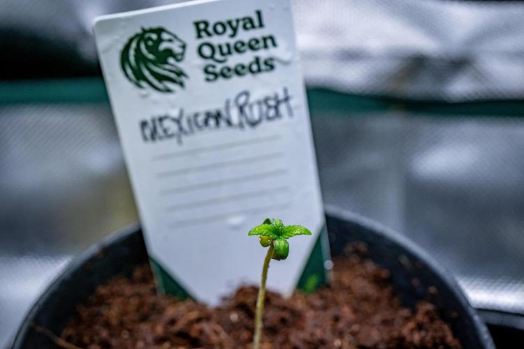 Mexican Rush // RQS. Week 1