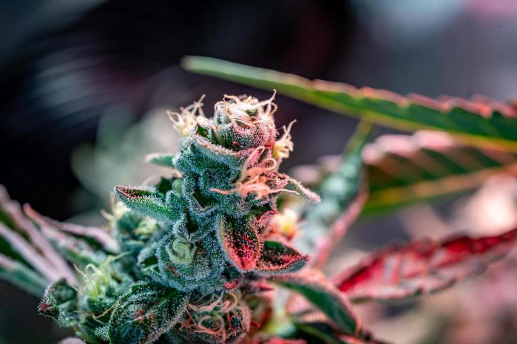 Orange Bud 2.0 // Dutch Passion. Week 13