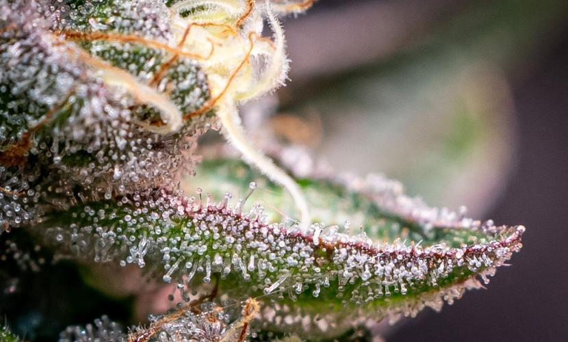 Orange Bud 2.0 // Dutch Passion. Week 13