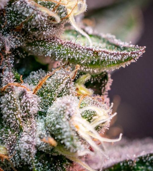 Orange Bud 2.0 // Dutch Passion. Week 13