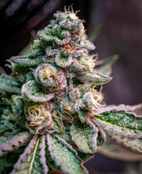 Orange Bud 2.0 // Dutch Passion. Week 13