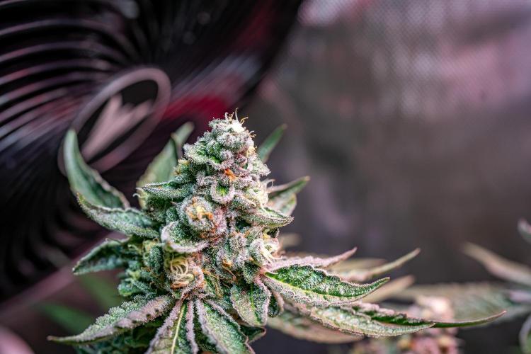 Orange Bud 2.0 // Dutch Passion. Week 13