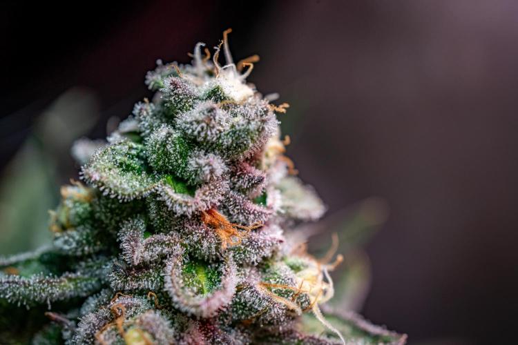 Orange Bud 2.0 // Dutch Passion. Week 13