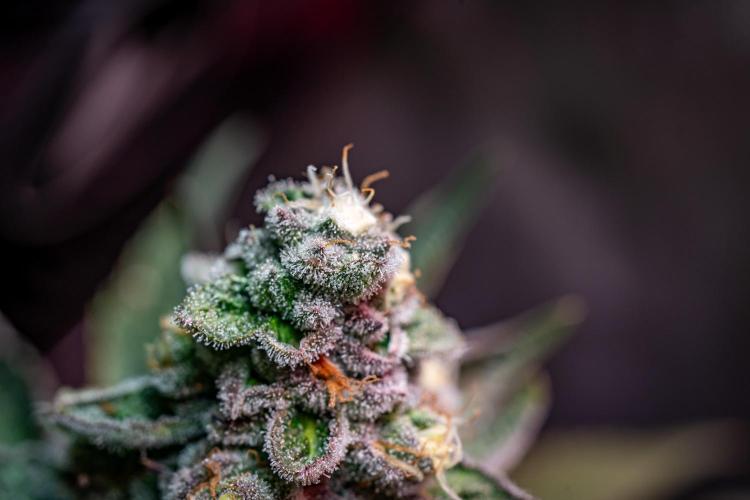 Orange Bud 2.0 // Dutch Passion. Week 13