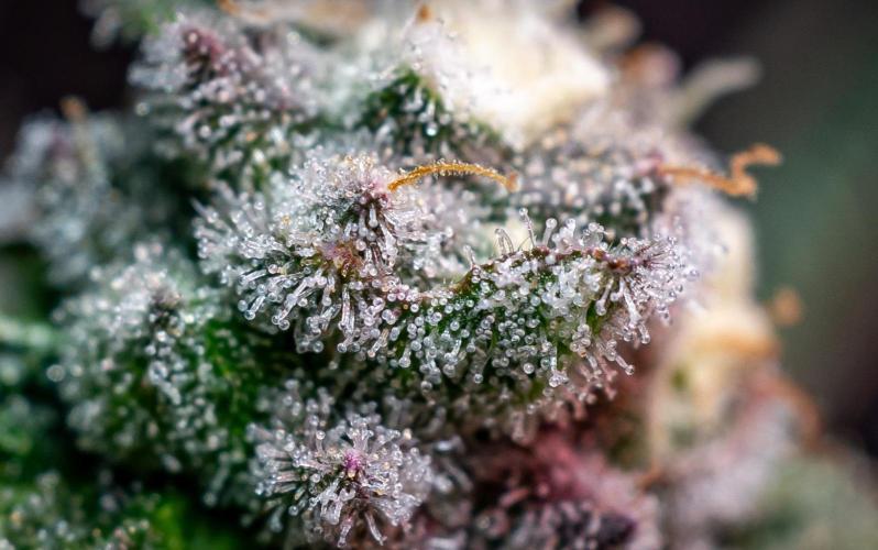 Orange Bud 2.0 // Dutch Passion. Week 13