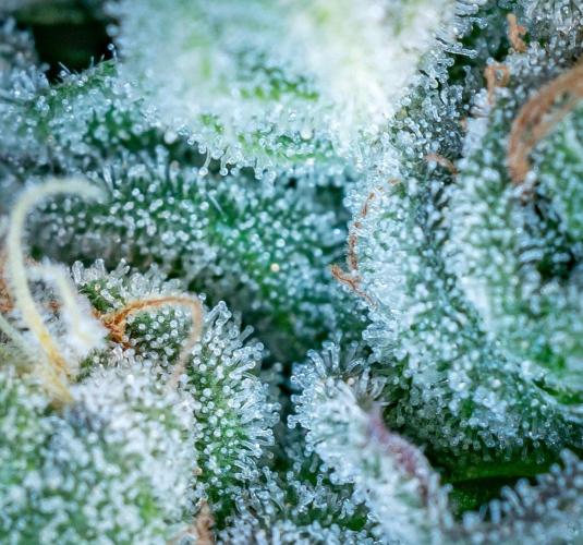 Orange Bud 2.0 // Dutch Passion. Week 13