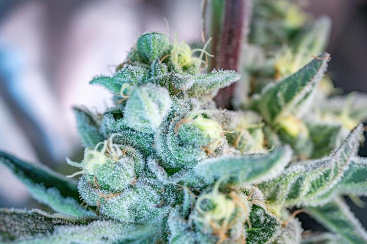 Orange Bud 2.0 // Dutch Passion. Week 13